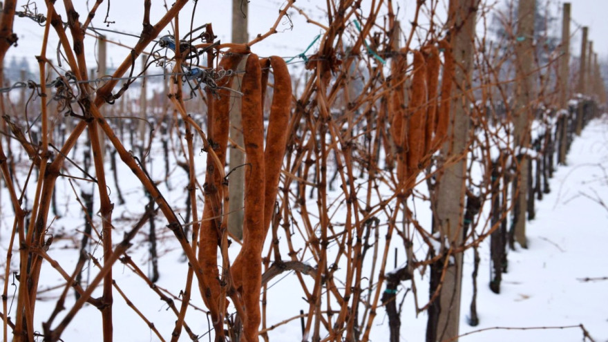 Danas je Vincekovo, veliki goričarski blagdan