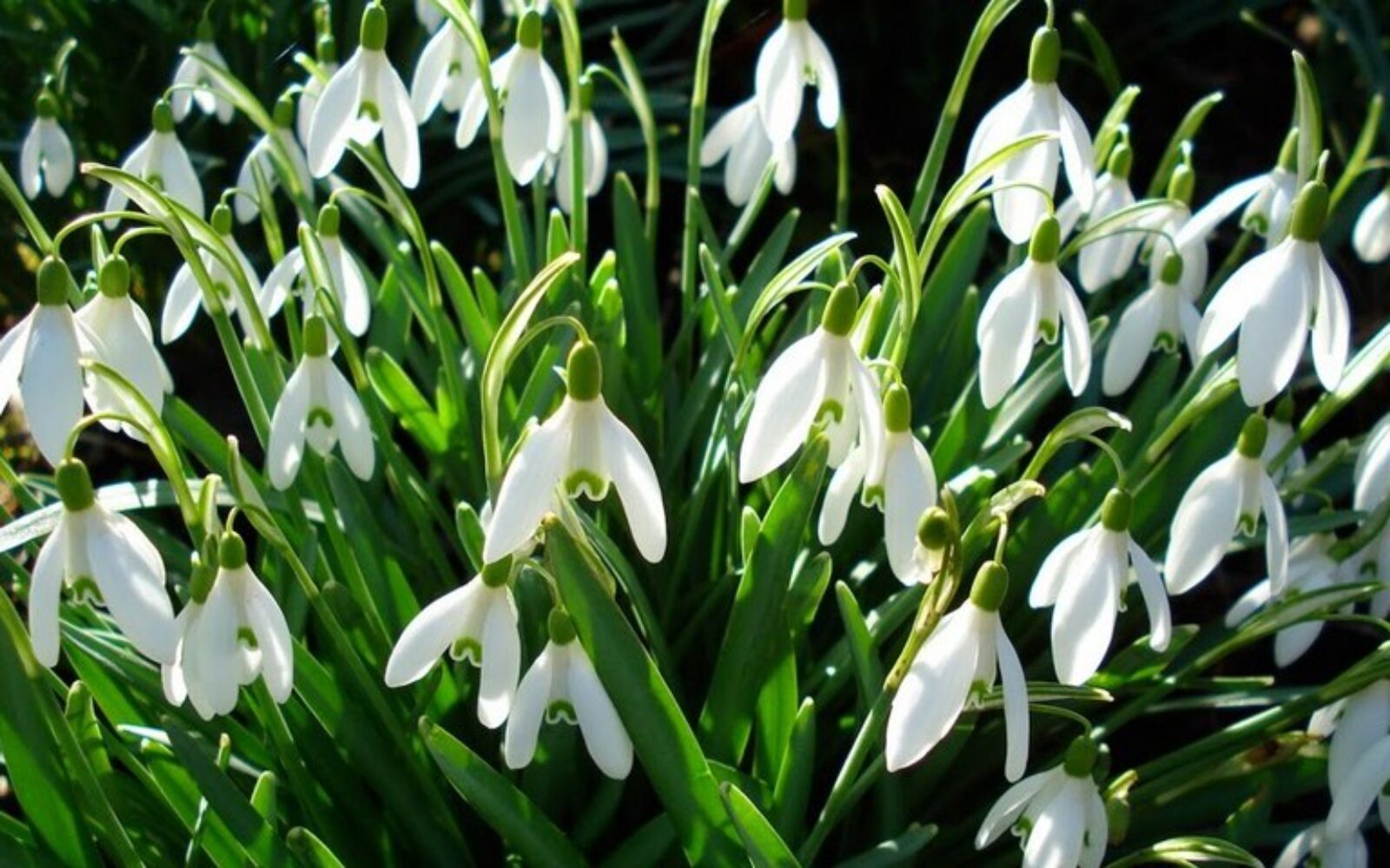 Upozorenje inspektorata: Kazne za branje prvih proljetnica bez dozvole do 200.000 kuna, izravno se utječe na njihovu održivost!