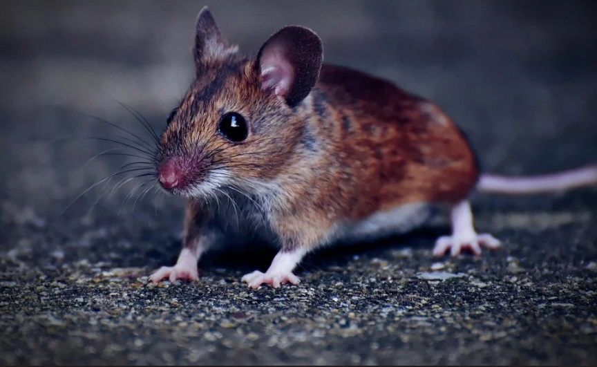 OPREZ! U više županija zabilježeni slučajevi mišje groznice, pročitajte simptome