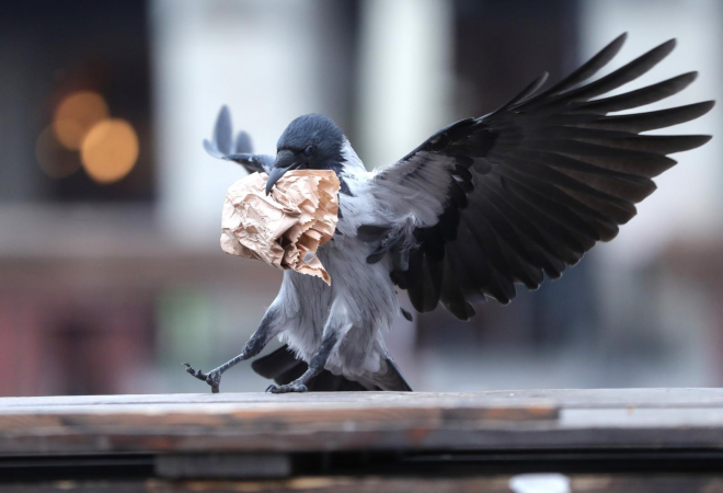 VRANA JE DANIMA NAPADALA GRAĐANE! Stručnjak otkrio nevjerojatnu priču: U stanju su se osvećivati ljudima! Toliko su inteligentne da vas zapamte ukoliko ste im učinili nažao!