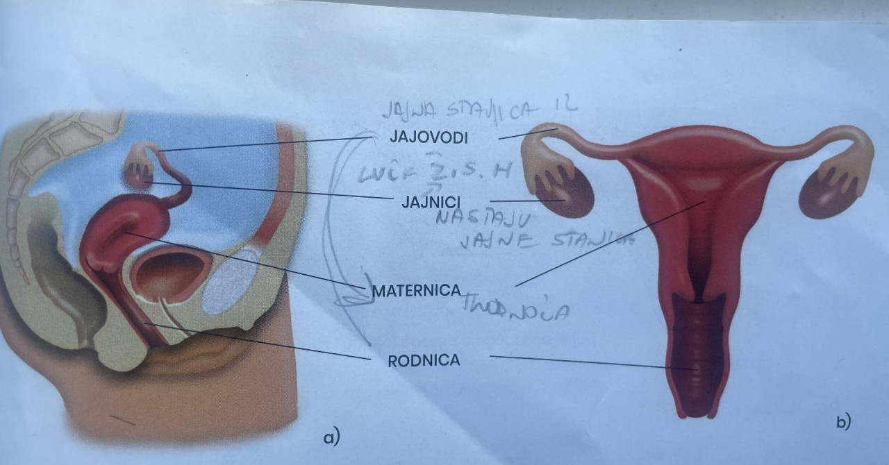 Skandal u udžbeniku iz prirode za 6. razred: ‘Pa pogledajte samo kako je prikazan muški vanjski spolni organ, a kako ženski!‘
