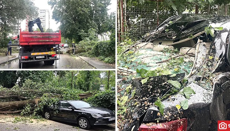 Zagreb: Oluja pogodila grad! Ovo je ogromno drvo koje je zdrobilo automobil (VIDEO)