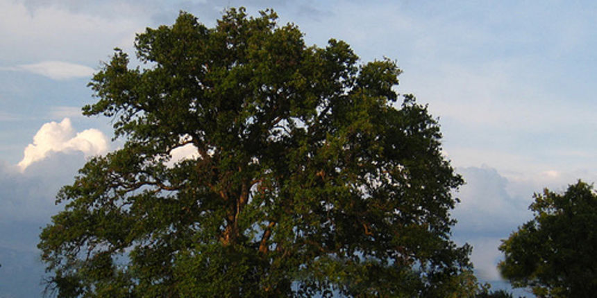 Molitvenom hodnjom od Zelenog Hrasta do Pridrage nastavlja se obilježavanje VRO "Maslenica"