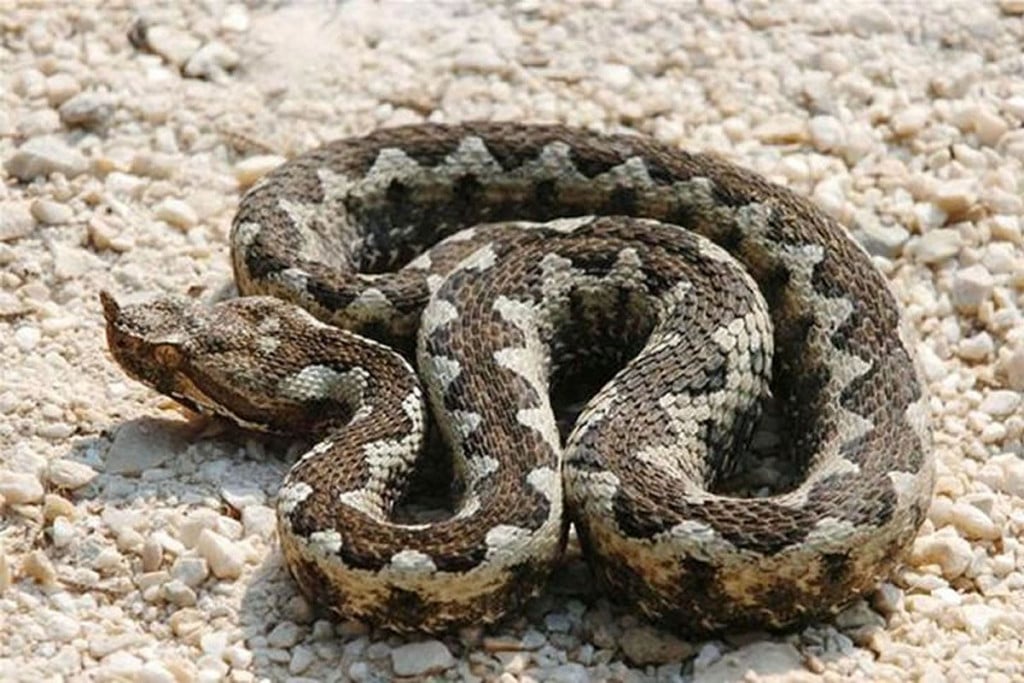 Znanstvenici zabrinuti, ovo je opasno: Otrovne zmije vjerojatno će masovno migrirati