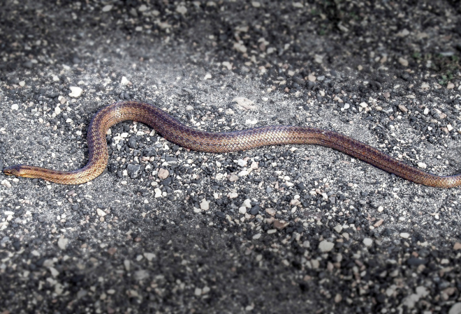 NEOBIČAN ‘POSJETITELJ’ U ZAGREBAČKOJ TRGOVINI: Na intervenciju izašao azil Dumovec