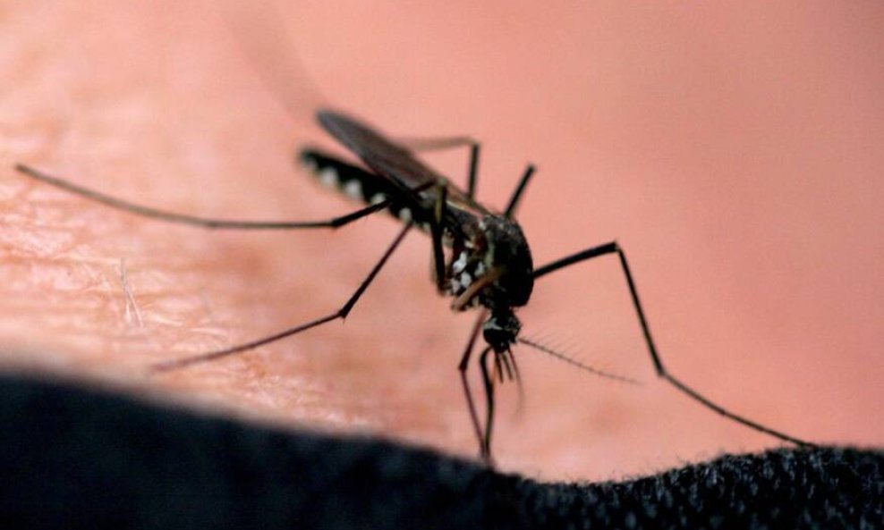 Virus zapadnog nila Ubod komarca prikovao ga za krevet: 'Da mi je netko rekao da ne može hodati i govoriti...'