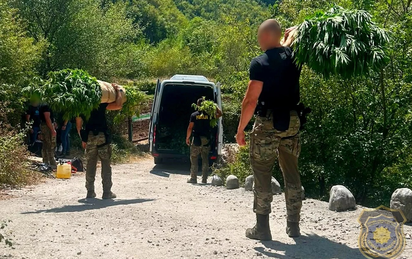 Velika policijska akcija kod Mostara: Na 12 plantaža pronađeno 1.679 stabljika kanabisa