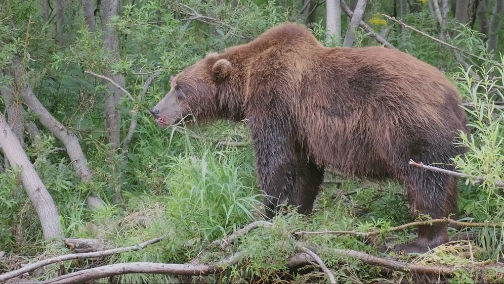 MEDO UBOJICA Zvijer se vratila nakon devet mjeseci: Ubija stoku, mještani u strahu